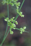 Tropical flatsedge